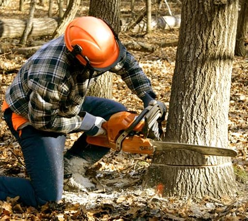 Tree Removal in Coleman Falls, VA